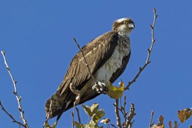 Kuş balıkkartalı avı yüzünden ağaç üst levrek