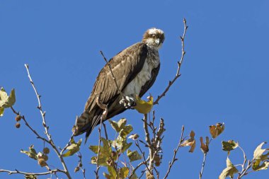Kuş balıkkartalı avı yüzünden ağaç üst levrek