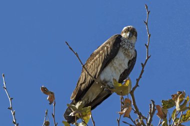 Kuş balıkkartalı avı yüzünden ağaç üst levrek