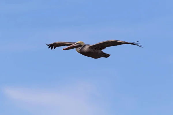 Bird Brown Pelican Soars Salton Sea California Desert — Stock Photo, Image