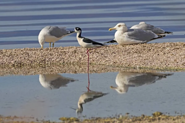 Oiseaux Bord Mer Salton — Photo