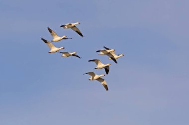 Birds snow geese migrate to the Salton Sea in the California desert clipart