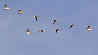 Birds snow geese flying in formation at the Salton Sea clipart