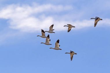 Birds flock of snow geese flying high above the California desert clipart