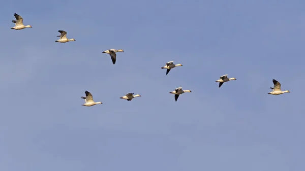 Birds snow geese flying in formation at the Salton Sea