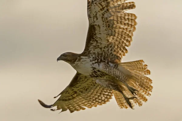 Falkenjagd Von Hoch Oben — Stockfoto