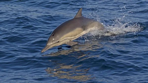 Dolphin jumps out of the Pacific Ocean