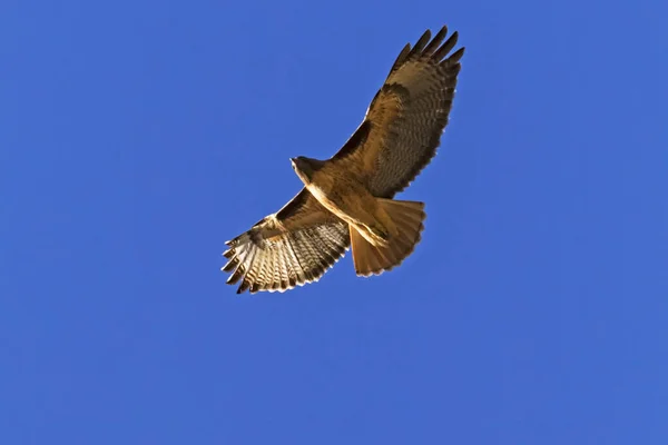 Hawk Volando Por Encima Los Ángeles —  Fotos de Stock