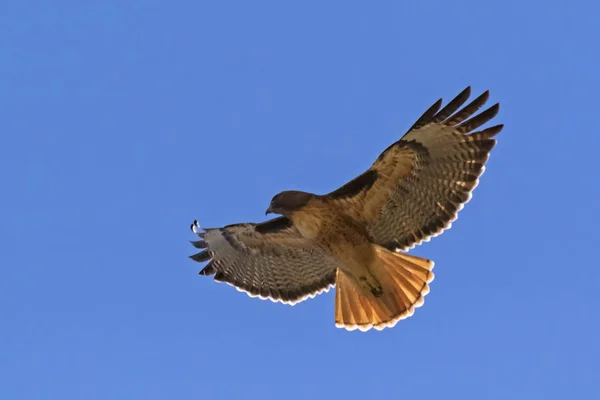 Hawk Voando Acima Los Angeles — Fotografia de Stock