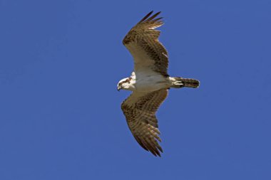 Malibu lagün yüksek uçan kuş sorguç