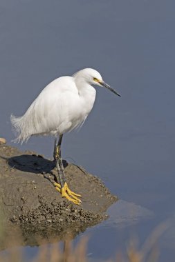 Kuş snowy balıkçıl Malibu lagününün sahilinde