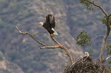 Los Angeles eteklerinde kartal