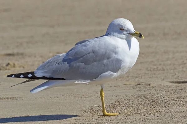 Mouette Oiseau Plage Malibu — Photo