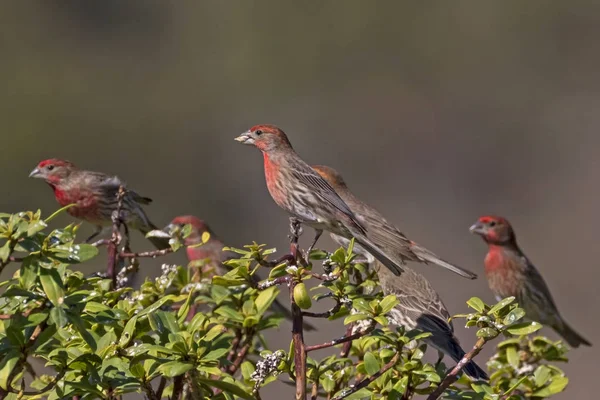 Vogels Huis Finch Zat Bush — Stockfoto