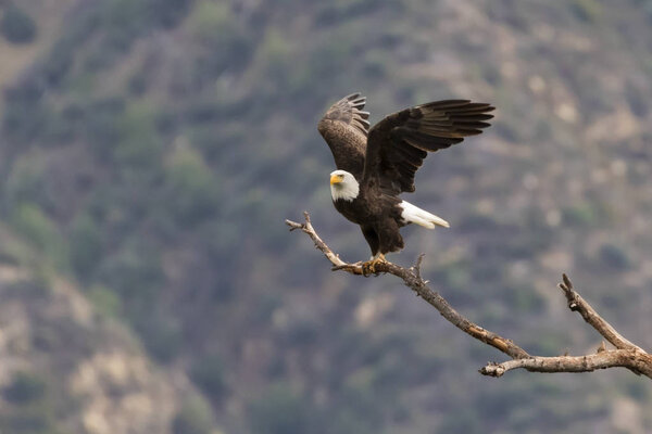 Eagle in Los Angeles foothills