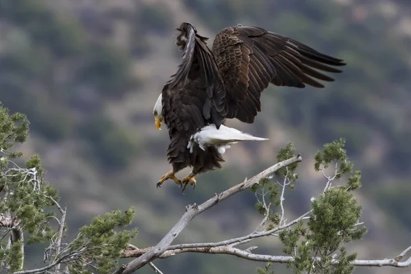 Eagle Los Angeles Foothills — Stock Photo, Image