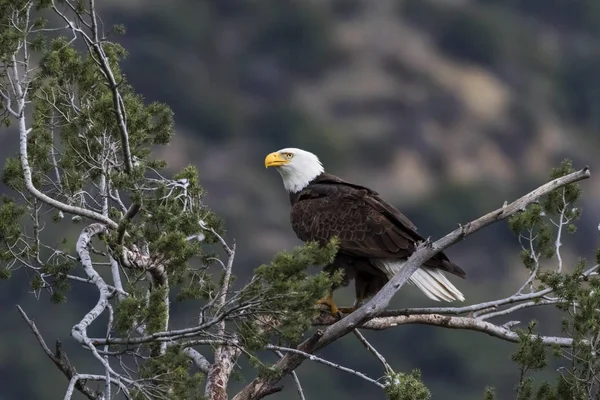 Eagle Overlooking Valley Tree Limb Perch — Stock Photo, Image