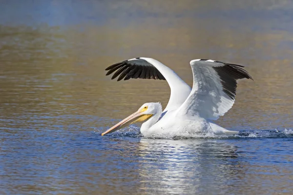 Vogel Weißer Pelikan Gleitet Auf Einem San Diego See — Stockfoto