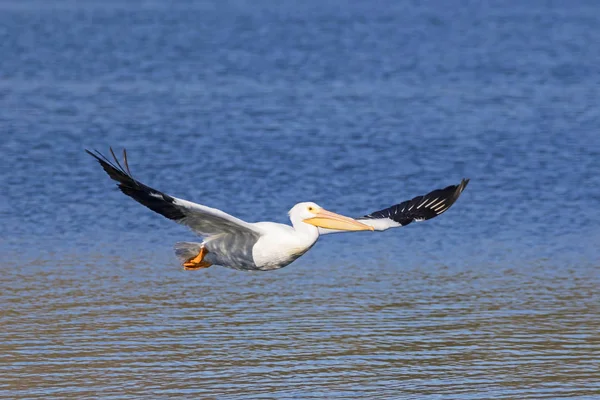 Oiseau Pélican Blanc Planant Sur Lac San Diego — Photo