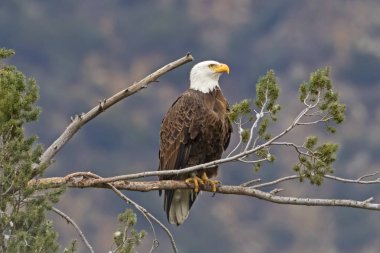 Los Angeles eteklerinde çam ağacı levrek, kartal