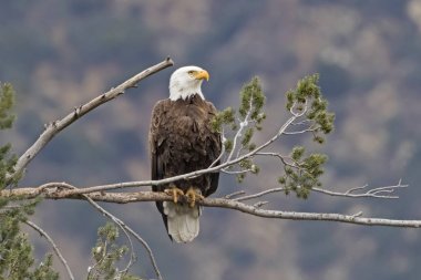 Los Angeles eteklerinde çam ağacı levrek, kartal