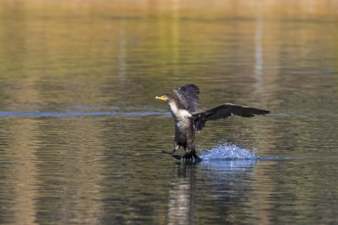 Malibu Lagoon uçan kuş karabatak