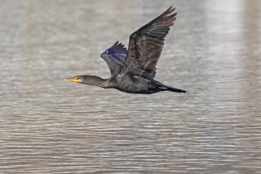Malibu Lagoon uçan kuş karabatak