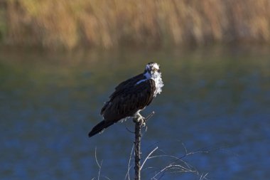San Diego Gölü kuş sorguç
