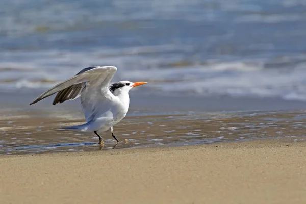 加利福尼亚海岸马里布泻湖鸟鸥岸鸟 — 图库照片