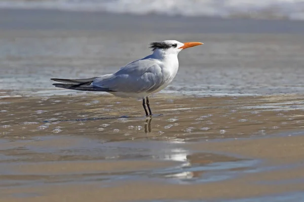 Bird Tern Shore Bird Lagoa Malibu Longo Costa Califórnia — Fotografia de Stock