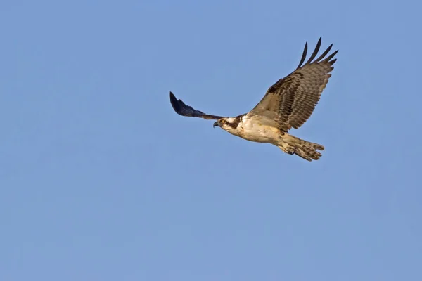 Águila Pescadora Lago San Diego — Foto de Stock