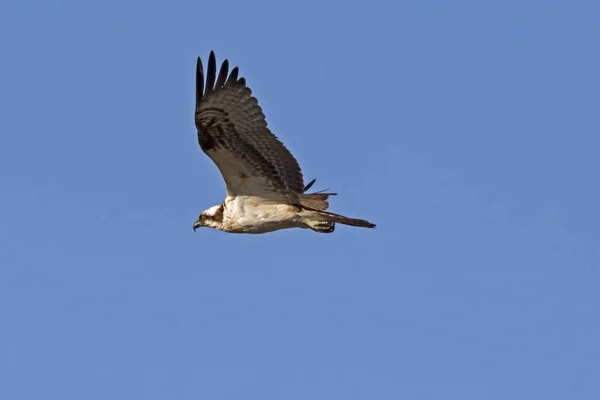 Águila Pescadora Lago San Diego — Foto de Stock