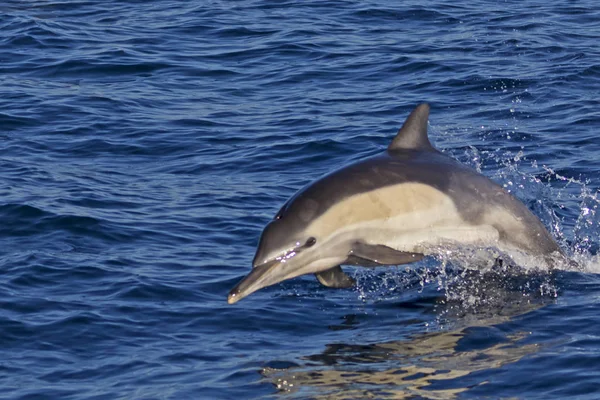 Dolphin jumping out of the Pacific Ocean