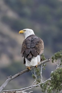 Eagle at Los Angeles foothills clipart