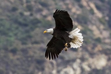 Eagle at Los Angeles foothills clipart