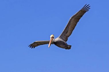 Malibu Lagoon wildlife reserve uçan Pelikan
