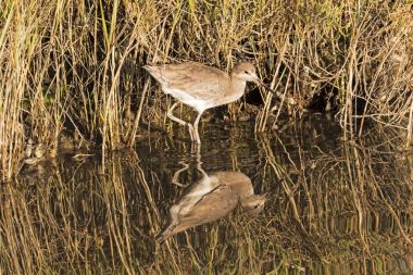 Kuş sulak sahilinde