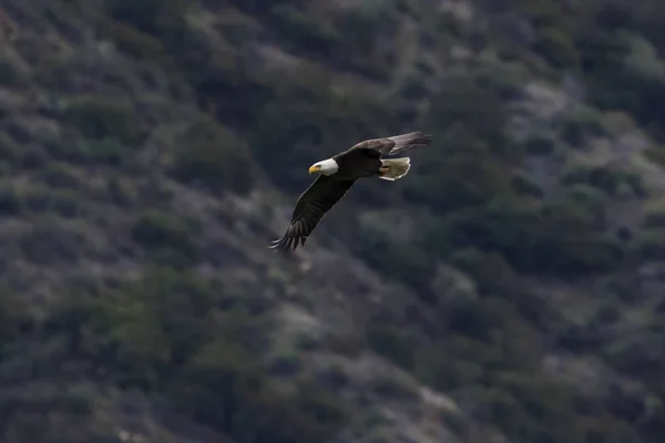 Eagle Los Angeles Valley Foothills — Stock Photo, Image