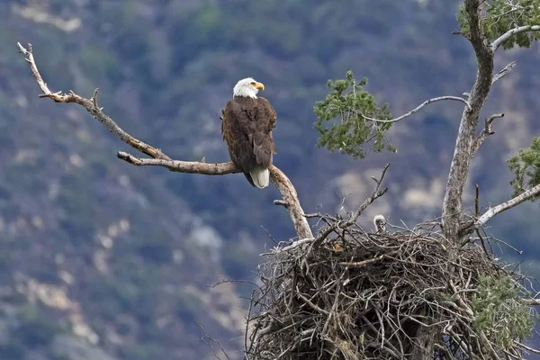 Los Angeles vadinin eteklerinde kartal