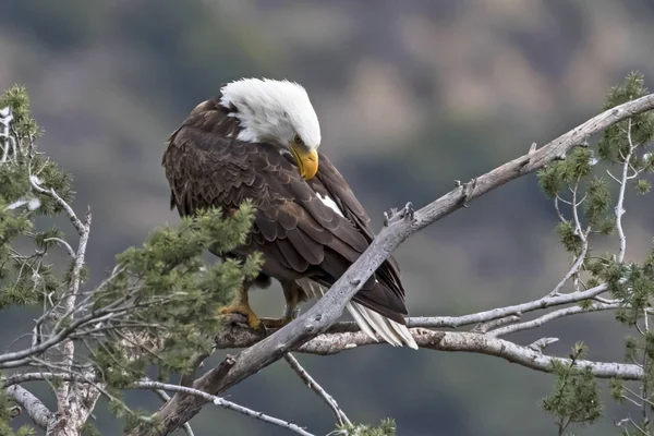 Eagle Los Angeles Foothills — Stock Photo, Image