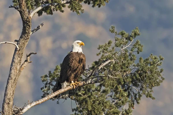 Eagle Los Angeles Foothills — Stock Photo, Image