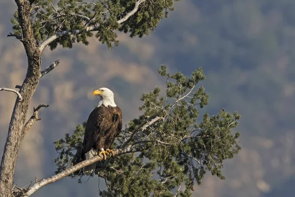 Eagle Los Angeles Foothills — Stock Photo, Image