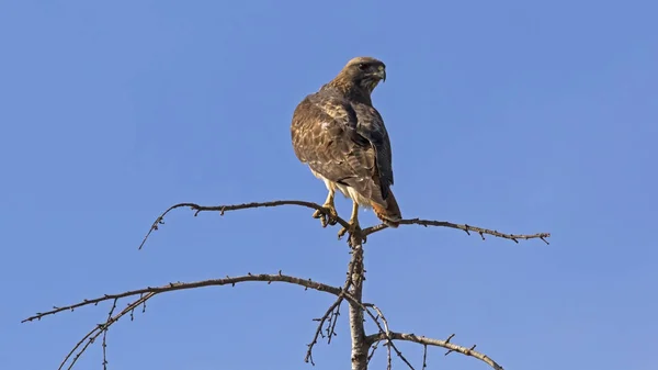 Hawk Las Estribaciones Los Ángeles — Foto de Stock