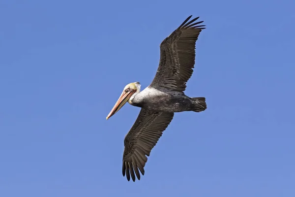 Pelikan Fliegt Malibu Lagune Wildtierreservat — Stockfoto