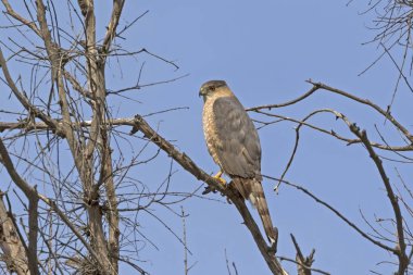 California Barajı bir yırtıcı kuş