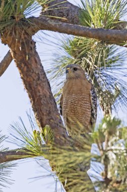 Los Angeles park çam ağacı levrek Şahin