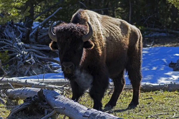 Bison Parc National Yellowstone Printemps — Photo