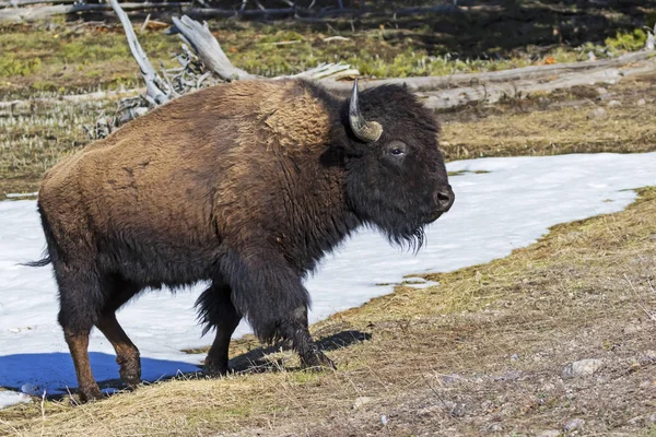 Bison Yellowstonském Národním Parku Během Jara — Stock fotografie