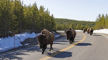 Bison, yellowstone Milli Parkı