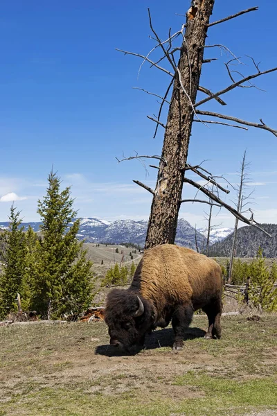 Bison Parc National Yellowstone — Photo